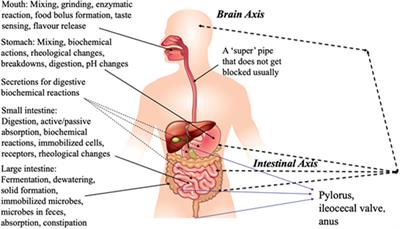 Chemical reaction engineering of nutritional phenomena in the human body